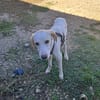 YUMA una dolcissima pelosetta in cerca di amore