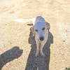 YUMA una dolcissima pelosetta in cerca di amore