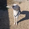 YUMA una dolcissima pelosetta in cerca di amore