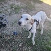 YUMA una dolcissima pelosetta in cerca di amore