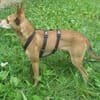 Sol6 sucht ein Zuhause