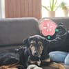 💚Fröhlicher Finnley sucht sein Glück 💚