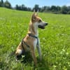 Cassie, stubenreine Hündin ca. 7 Monate,
