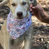 Sensibles soziales Hundekind SADY ♥