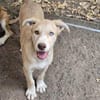 Sensibles soziales Hundekind SADY ♥