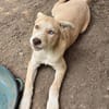Sensibles soziales Hundekind SADY ♥