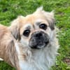Mushu, geb. ca. 09/2024, 47574 Goch