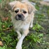 Mushu, geb. ca. 09/2024, 47574 Goch