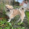 Mushu, geb. ca. 09/2024, 47574 Goch