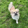 Mushu, geb. ca. 09/2024, 47574 Goch