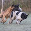 Sam Carter sucht hundeerfahrene Menschen