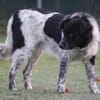 Sam Carter sucht hundeerfahrene Menschen