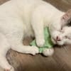 Kater Amiro liebt seine Menschen sehr