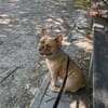 Happy  Besonderer Charakterhund