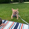 Happy  Besonderer Charakterhund