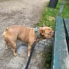 Happy  Besonderer Charakterhund