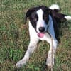 Zoe ist ein absoluter Herzhund