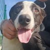 Zoe ist ein absoluter Herzhund
