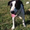 Zoe ist ein absoluter Herzhund