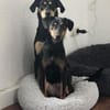 Tiny ist intelligent, lieb und sozial!