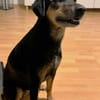 Tiny ist intelligent, lieb und sozial!