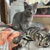 Belle sucht liebevolles Zuhause