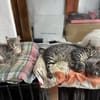 Belle sucht liebevolles Zuhause