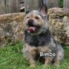 BIMBO