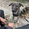 Junghund MORITZ sucht seine Menschen!