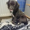 Loki