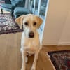 Anton sucht dringend ein neues Zuhause