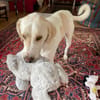 Anton sucht dringend ein neues Zuhause