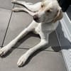 Anton sucht dringend ein neues Zuhause