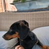 Dackel Welpen suchen ein zuhause