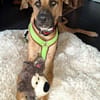 PEPA - Rohdiamant sucht Hundekenner 💎
