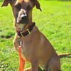 PEPA - Rohdiamant sucht Hundekenner 💎