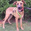 PEPA - Rohdiamant sucht Hundekenner 💎