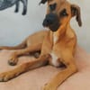 PEPA - Rohdiamant sucht Hundekenner 💎