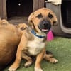 KOVU - Welpenschatz sucht Zuhause! ❤