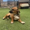 KOVU - Welpenschatz sucht Zuhause! ❤