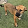 KOVU - Welpenschatz sucht Zuhause! ❤