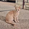 Jigger aus dem Tierschutz