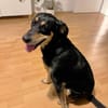 Noelle ist herzensgut und verschmust!