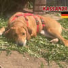 Kassandra - freundlich und sportlich
