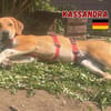 Kassandra - freundlich und sportlich