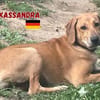 Kassandra - freundlich und sportlich