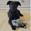 Talisha - wartet in 76437 Rastatt