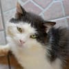 FIV-Kater Salvo hofft auf seine Menschen