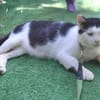 FIV-Kater Salvo hofft auf seine Menschen