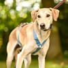 Bambù im Tierheim Lüdinghausen